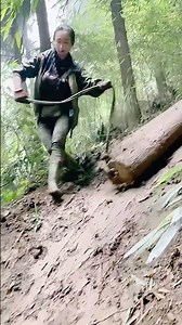 The process of dragging logs down the mountain