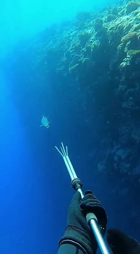 Los tiburones temidos y la barracuda sorprendente