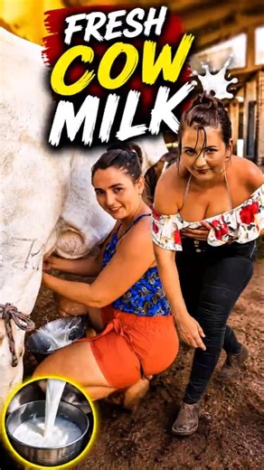 Fresh Cow Milk 🐄🥛 | Traditional Cow Milking Process | Amazing Farm Life #Shorts
