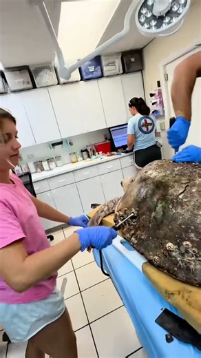 Harlow’s Barnacle Removal Final Stretch | Part 4.3 🐢
