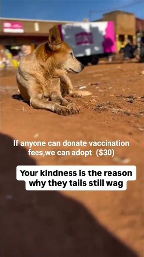 If anyone can donate vaccination fees,we can adopt ($30) kindly link in bio #streetfighter #rescue