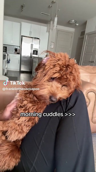 Morning Cuddles with a Cockapoo Puppy