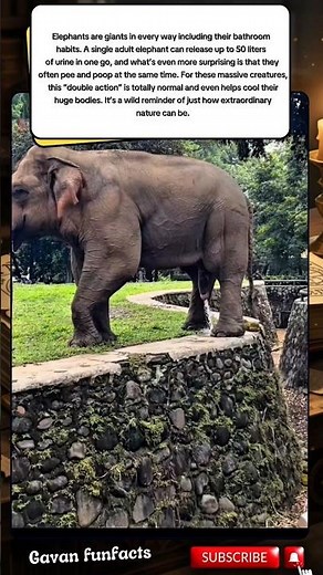 “The Elephant That Pees 50 Liters?! Nature’s Wildest Fact!”