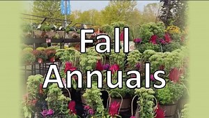211K views · 7K reactions | Create your own Fall containers or select one of our handcrafted baskets or planters. Plenty of Gerten grown mums and other annuals are here waiting for you. | Gertens | Facebook
