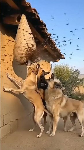Dog Attacked by Angry Wasps! 😱🐝 #wildlife #wildlifeshorts #viralvideo