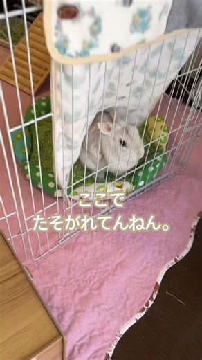 黄昏るぼくちん🐰✨#保護うさぎ #うさぎ #rabbit #bunny #癒し #癒し動画 #かわいい #もふもふ #うさぎのいる生活 #うさぎ好きさんと繋がりたい #ショート動画 #shorts
