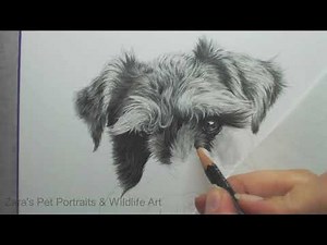 Drawing Fur in Graphite Pencil - Schnauzer Dog Drawing Pet Portrait