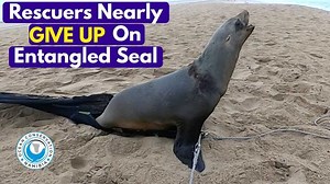 3.2K views · 368 reactions | Denzil "The Flash" is the first one to...