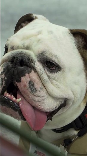 Everyone's favorite Marine, Chesty XVI, was in the house for Modern Day Marine 2025