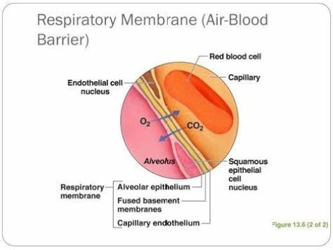 Structures that constitute the blood Air Barrier