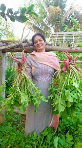 Harvesting these beautiful pink radishes from my farm today 💗 Just look at those lush green, tender leaves and the bright pink root—so fresh and tempting that you feel like eating them right after harvest! These radishes are a short-term crop, ready in just 30–60 days, and they taste best when harvested young and tender. Naturally rich in fibre, they’re great for people dealing with constipation and piles. Have you ever seen or grown these pink radishes? What’s your favourite way to cook radish
