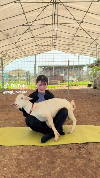 宮古島ヤギヨガ ヤギヨガレッスン詳細は Instagram プロフィールより♪ Google🔍宮古島ヤギヨガ #ヤギヨガ #宮古島 #宮古島ヨガ #宮古島ヤギ #宮古島ヤギヨガ #goatyoga #しろう農園ヤギふれあい牧場 #宮古島観光 #宮古島思い出 #宮古島雨の日 #宮古島ヨガインストラクター #ヤギ #ヤギ大好き #シギラ #宮古島朝ヨガ #宮古島朝のアクティビティ #宮古島アクティビティ #宮古島アニアマル #アニマルセラピー #宮古島朝できるアクティビティ #ヨガライフ #yogalife #癒し #healing #みやこじま #宮古島好き #宮古島好きな人と繋がりたい