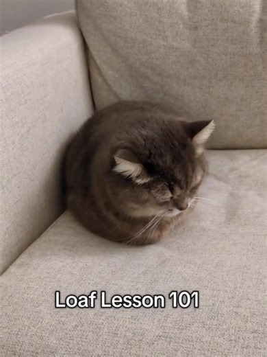 Bagian 22 | Tutorial duduk roti#kucing#kucinglucu