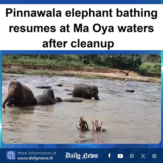 The National Zoological Gardens Department has declared that the activity of transporting elephants from the Pinnawala Elephant Orphanage to the Ma Oya River for bathing previously halted due to recent unfavourable weather conditions in Sri Lanka has resumed. In a statement, the department said that the recent weather had rendered the waters of the Ma Oya muddy and led to the bathing area being inundated with sand and silt. | Daily News