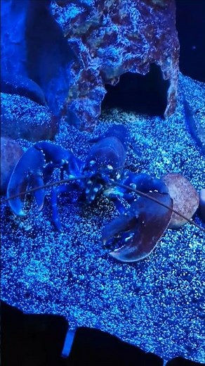 Blue Lobster 🦞💙 | 1 in 2 Million Rare Find!