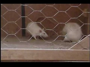 Diferences in Sexual Behavior Pattern (rats)