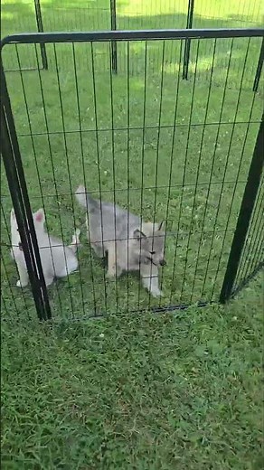 FXW Dog Playpen 🐾 Best Portable Play Yard for Puppies & Camping #dogcamping #dogtoys