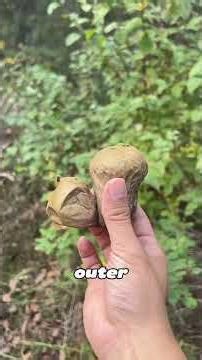 99% People Ignore This Mushroom… Until It Turns Into Medicine!
