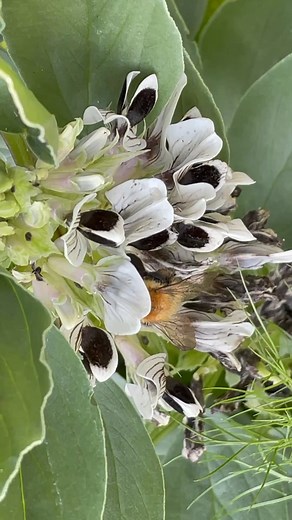 Time to buy fava/broad bean seeds!Despite their heroic hardiness, if conditions are likely to plunge too low for too long you are best waiting until spring to sow outside, although a somewhat earlier crop can be had by sowing into modules or 7cm (3in) pots of multipurpose compost under cover in late winter. These can then be planted out in early spring. | GrowVeg