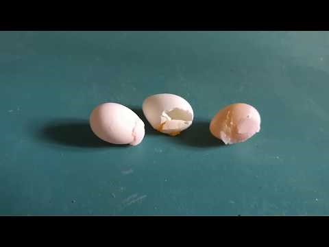 Finch Egg Artificial Incubation