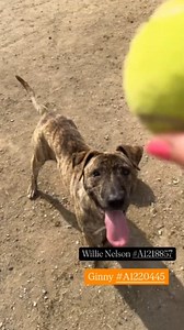 2.7K views · 61 reactions | @lisacavazosrealtor with Willie & Ginny!...