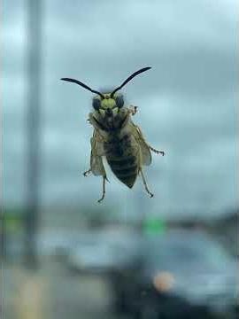 #phototrend #viral #fyp #animalplanet #animals #insects #bee #winner #wasp #greenscreen #trending