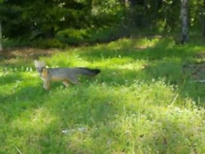 Grey Fox Barking to Protect Cubs under Barn