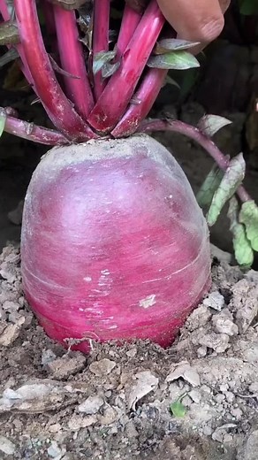 Beetroot Harvesting: Close-Up Process Explained