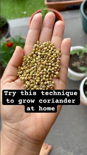 How to grow coriander at home | coriander plants | gardening at home #garden #vegetablegardening