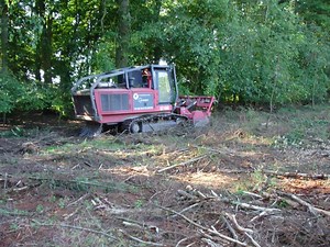 Tree planting cost - guidance please