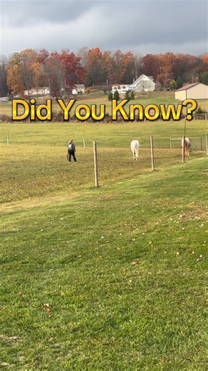 Raw, local honey contains tiny amounts of pollen from the environment. When a horse eats this regularly, it can act a bit like desensitization: • The immune system gets exposed to small, harmless doses of pollen. • Over time, this can reduce the horse’s overreaction to airborne allergens. • Similar idea to allergy shots in humans, but much milder. Important: Only raw, unfiltered honey has this benefit. Processed honey does not. Also, Honey has natural anti-inflammatory and antioxidant compounds.