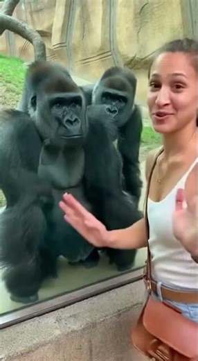 She Flirted With a "Married" Man... And His Wife Appeared. 💍🦍😳 #shorts #funny #gorilla #jealousy