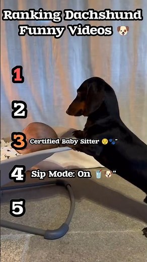 Ranking Dachshund Funny Videos 🐶 | Hilarious Wiener Dog Moments #Shorts