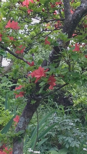 A black swallowtail butterfly 🦋 collecting nectar from mountain azaleas 🦋 #butterfly #garden