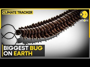 Bug That Ruled Ancient Jungles: CT Scans Reveal The Face Of A Prehistoric Arthropod Giant | WION