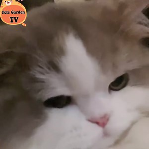 48K views · 10K reactions | Beautiful feathers  | Funny Animals' Life | Facebook