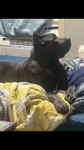 Happy 6 months to officer Meeky Rita Marie Of JJJ Security LLC My big girl protects me so I can protect others this year we will show the world that women’s rights and children’s rights are imporant she will be fully trained to go by @Lonestar Corso Kennel Her fully hired handeler WE GOT THIS LAADIES AND TO THE ONES THAT HAVE NO VOICE IM LOUD ENOUGH FOR THE BOTH OF US I BELIEVE YOU I SEE YOU I SUPPORT YOU neworleans #fypシ゚viral🖤tiktok☆♡🦋 #savethechildren #blackgirlmagic #sexualassaultpreventio