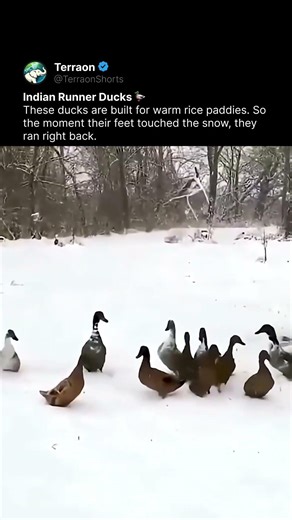 Ducks See Snow for the First Time