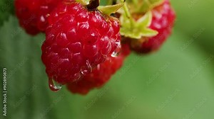 close up berry bunch raspberry growing on a branch, drop of water falling on ripe raspberry slow motion, macro raspberry in the garden