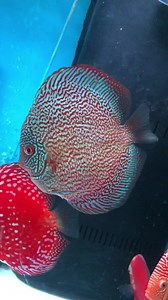 141 reactions · 11 comments | New Strain from our latest Na Discus shipment! Majestic Fire in 5-5.5” size. This one in a customer’s tank and he was nice enough to share! | Golden State Discus | Facebook