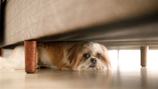 7 Common Things That Actually Scare Your Pets, According to Veterinarians