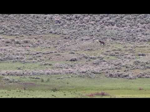 Lone Wolf, Slough Creek, May 16, 2026