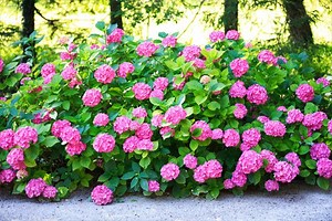 Hydrangeas for Sale | FastGrowingTrees.com