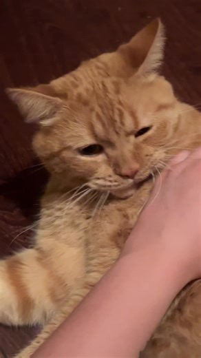 Florida's First Hurricane: Liv Bevan