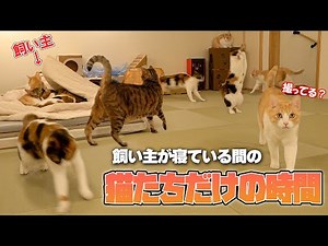 飼い主が寝ている間の猫たちを隠し撮りしたらとんでもないことが起こっていました…【秘密の屋根裏部屋編】