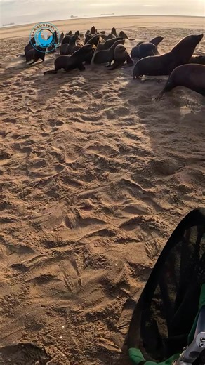 Seal Rescue Efforts: Saving Marine Mammals in Namibia