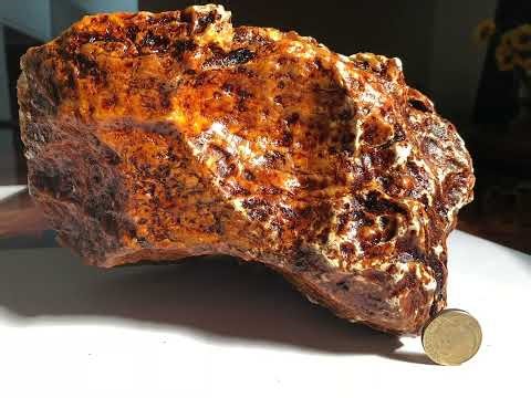 Collecting and Polishing Kauri Gum.