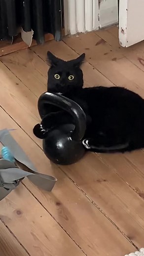 Exploring ADHD in Cats: Is it Possible?