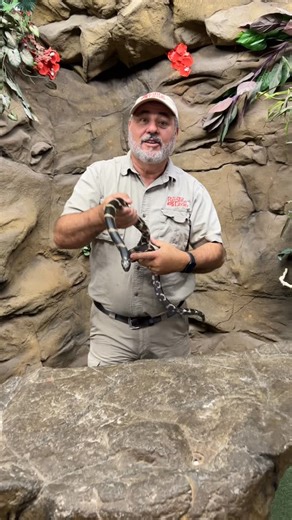 Eastern Chain King Snake ⛓️‍💥 Lampropeltis Getula They are known for their very active presence and their ambition to eat (almost) anything under the sun! Other snakes 🐍 , rats 🐀 , and even birds 🐦🙌 They have absolutely NO venom so they rely on their slender form to constrict their prey! Would you ever try to grab one of these beauties if you saw one out and about? #livingthedream | Jayprehistoricpets