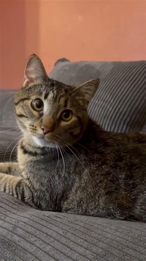 Cats Talking Like Humans… This Is Too Funny - The Big Dog in the Doghouse #catshorts #funnycats